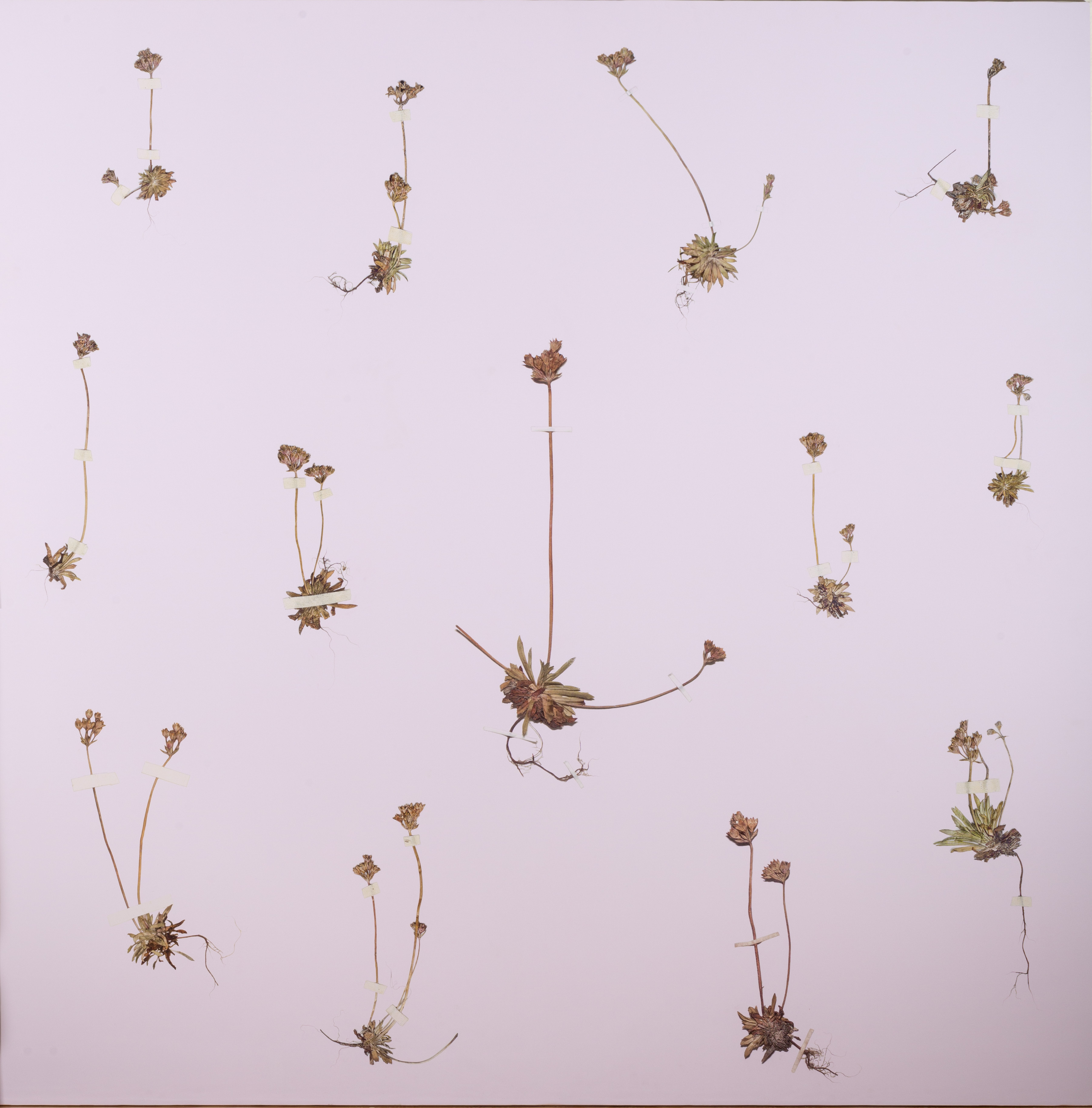 Juan Zamora - Mención de Honor - Androsace Rioxana (único y amenazado endemismo de La Rioja)