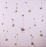 Androsace Rioxana (Único y amenazado endemismo de La Rioja)
